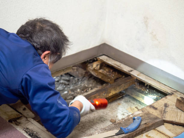 Best Emergency Mold Removal  in Port Jefferson Station, NY