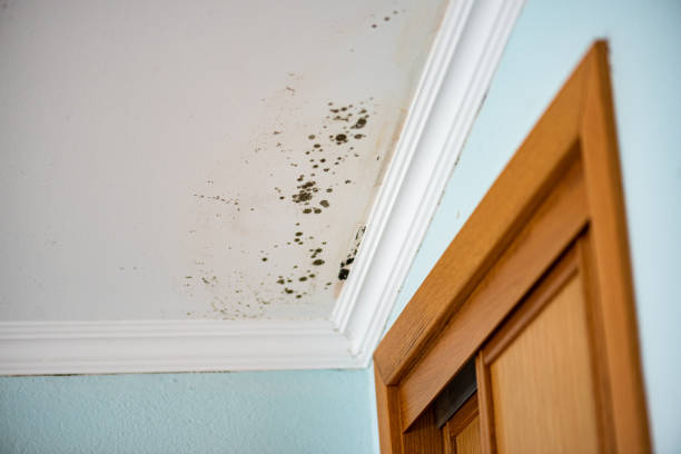 Best Professional Mold Removal  in Port Jefferson Station, NY
