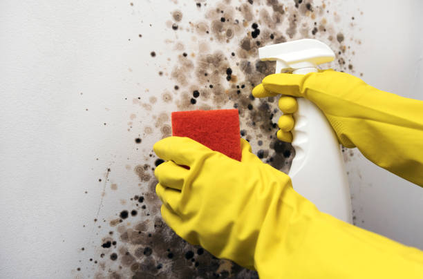 Professional Mold Removal in Port Jefferson Station, NY