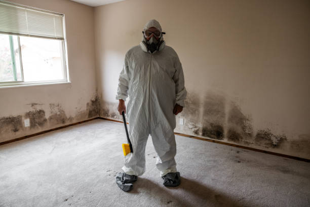 Best Local Mold Removal Service  in Port Jefferson Station, NY