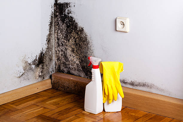 Best Residential Mold Removal  in Port Jefferson Station, NY