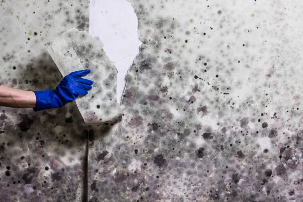 Best Office Mold Removal Services  in Port Jefferson Station, NY