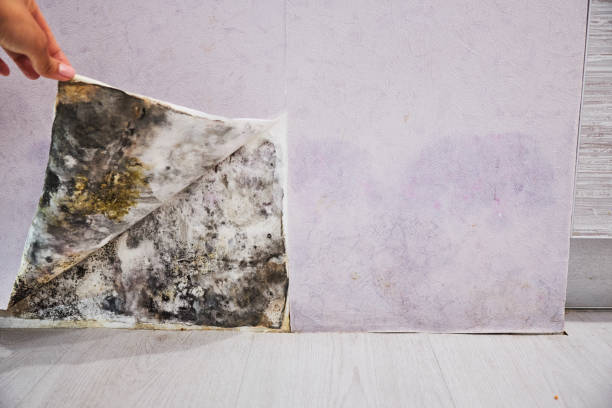 Best Mold Remediation  in Port Jefferson Station, NY